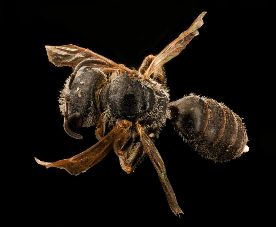 bee, Bilateral gynandromorph , hermaphrodite bee bee, Bilateral gynandromorph , hermaphrodite bee